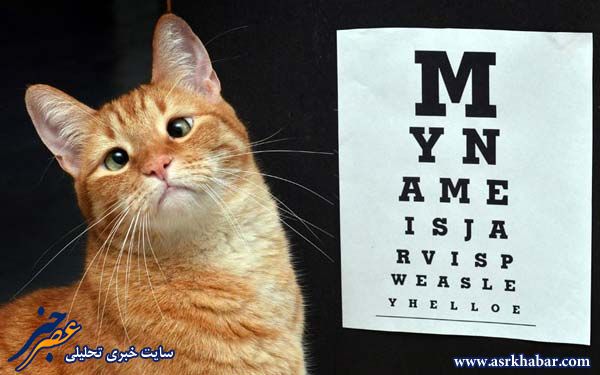 عکس: معاینه چشم گربه