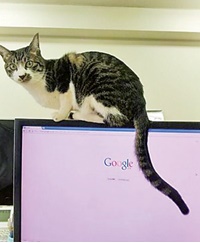 استخدام گربه‌ها در شرکت ژاپنی