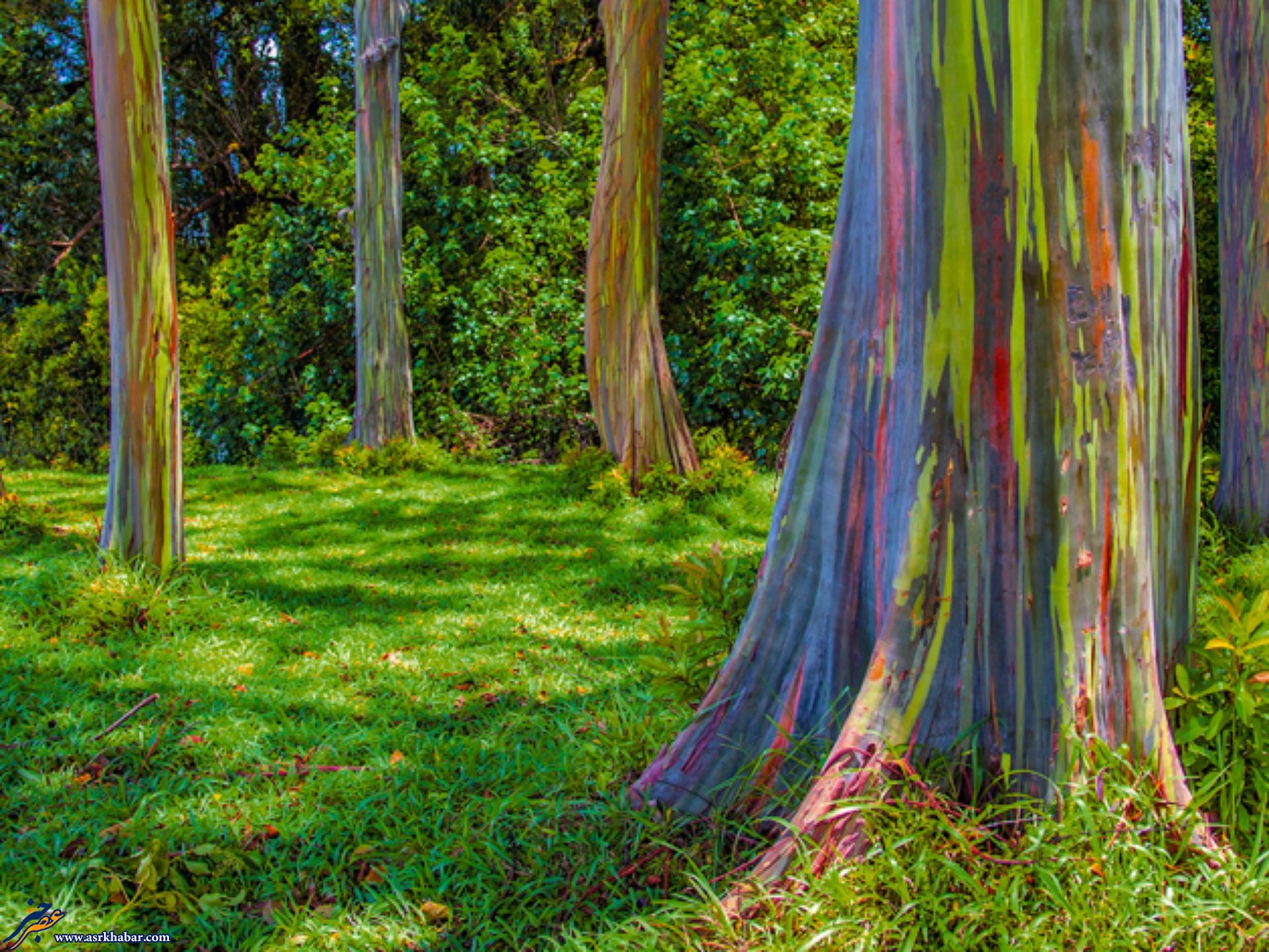 تصویر دیدنی از درختان رنگین کمانی (عکس)
