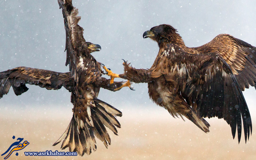 عکس جالب از جنگ عقاب ها