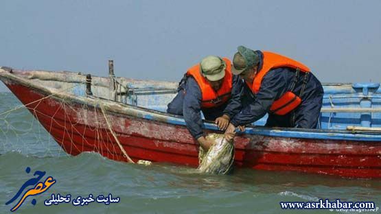 مروارید سیاه ایران در آستانه نابودی کامل+تصاویر