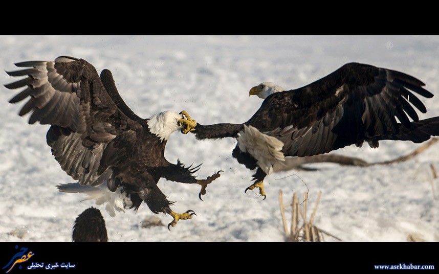تصویر دیدنی از جنگ عقاب ها