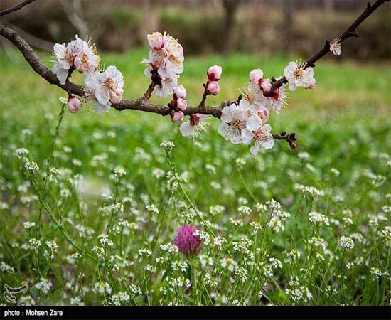 شکوفه‌های بهاری در اردبیل(عكس)
