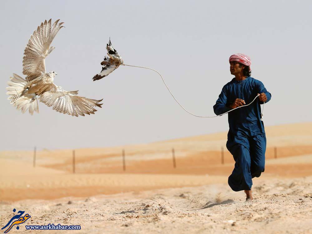 آموزش پرندگان شکاری توسط اعراب (عکس)