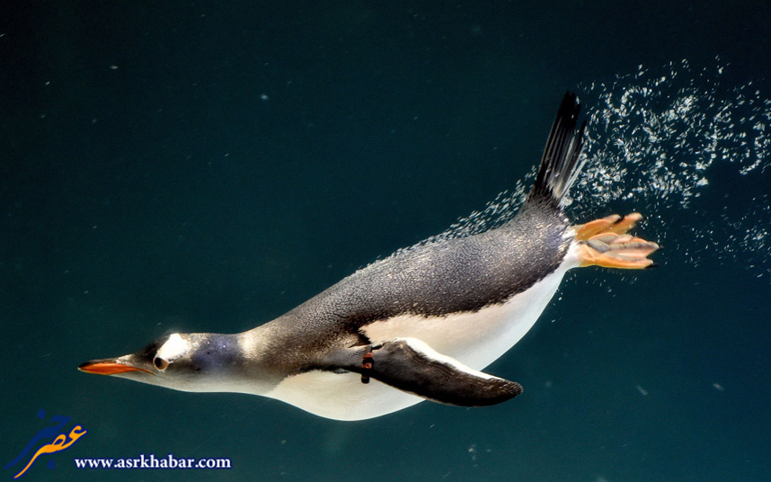 تصویر دیدنی از شنای پنگوئن