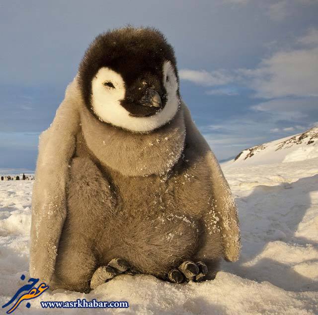 عکس بامزه از یک بچه پنگوئن