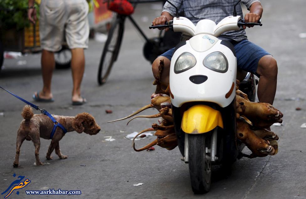 سرنوشت دو سگ در چین در یک عکس