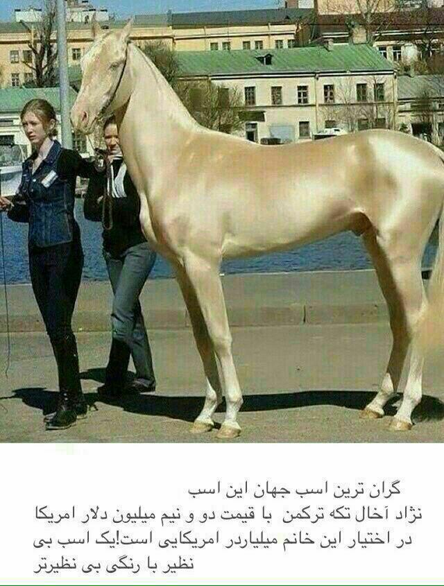 گرانترين اسب دنيا (+عكس)