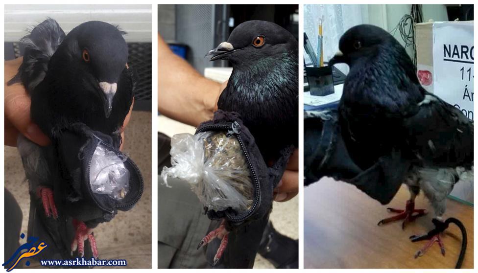 کبوتر قاچاقچی دستگیر شد (+عکس)