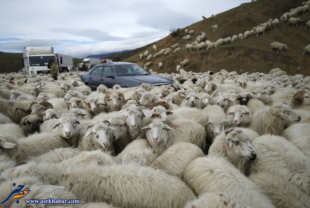 بنز در میان گوسفندان (عکس)