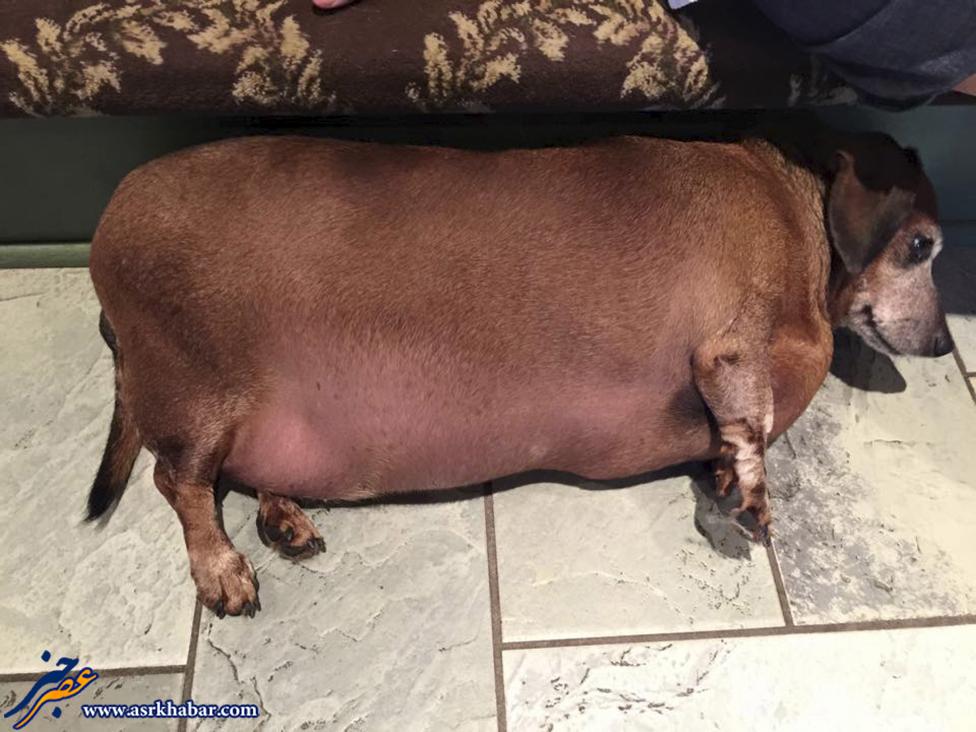 چاق ترین سگ دنیا (عکس)