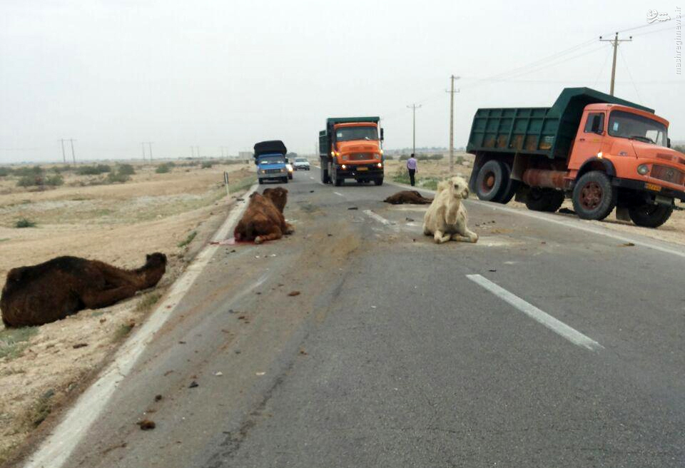 عکس: تصادف کامیون با شترها