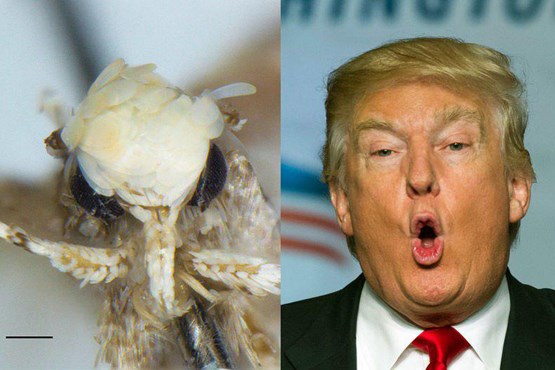 حشره‌ای به نام دونالد ترامپ نامگذاری شد(عکس)