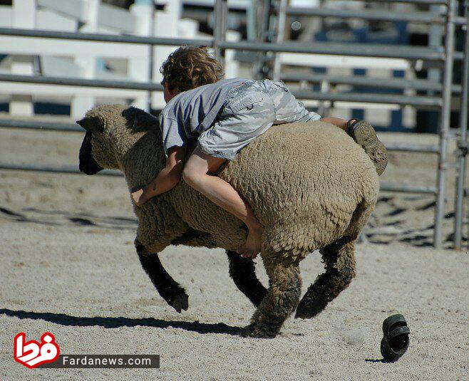 عکس: گوسفندسواری کودک ۵ ساله یک کشاورز