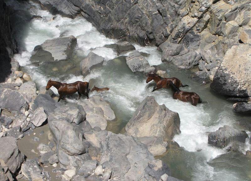 عکس: اسب‌های وحشی و آزاد در طبیعت لرستان