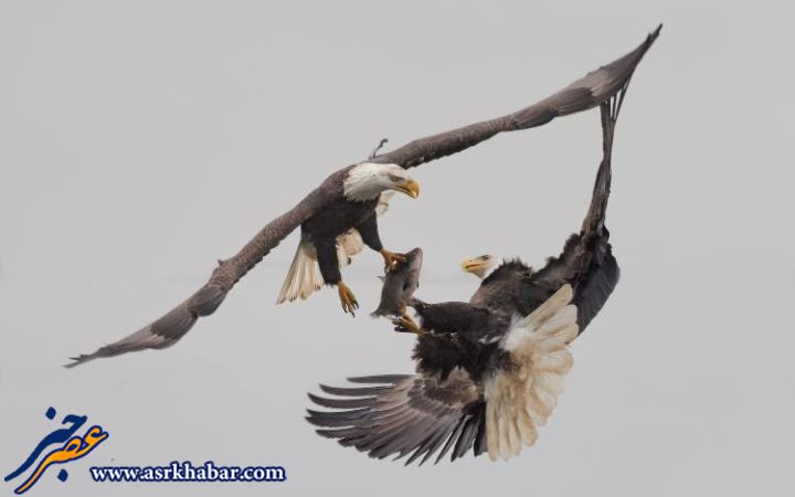 عکس دیدنی از جنگ دو عقاب بر سر یک شکار