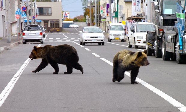 کشف خرس آدمخوار در ژاپن (عکس)