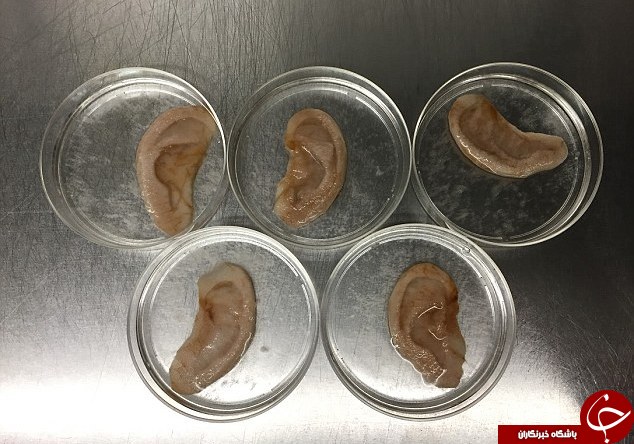 کاشت گوش انسان در آزمایشگاه با «سیب» (تصاویر)