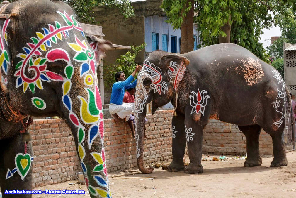عکس جالب از نقاشی کردن روی فیل ها