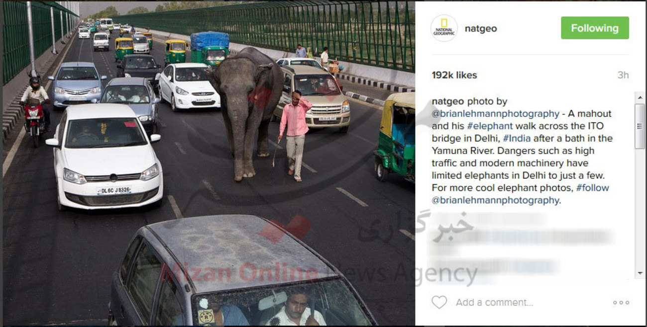 فیل هم به جمع حیوانات خانگی اضافه شد! +عکس