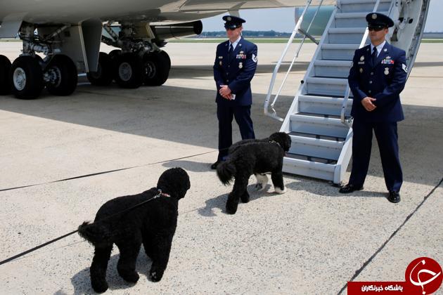 سگ‌های غول پیکر اوباما در فرودگاه +عکس