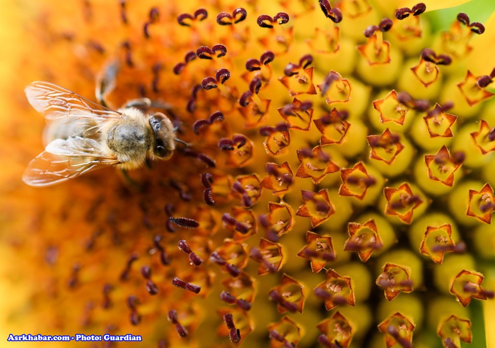 عکس فوق العاده از زنبور هنگام خوردن شهد
