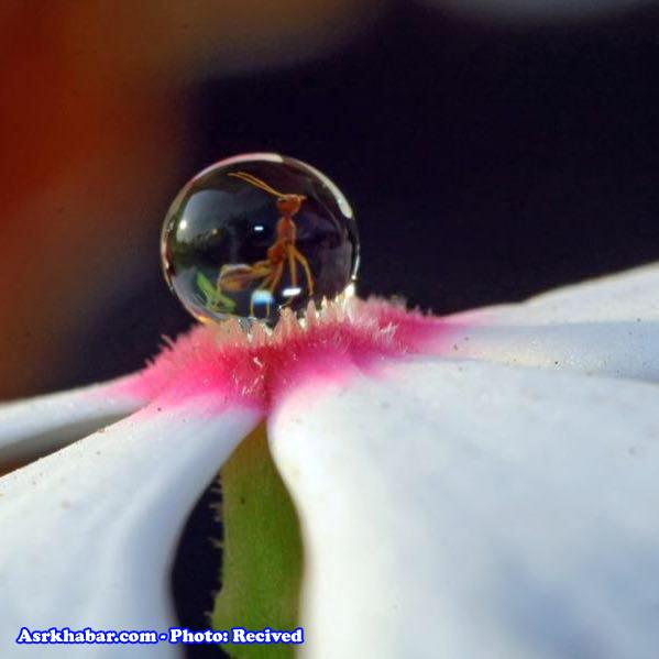 تصویری زیبا و دیدنی از یک مورچه گیر افتاده در قطره شبنم