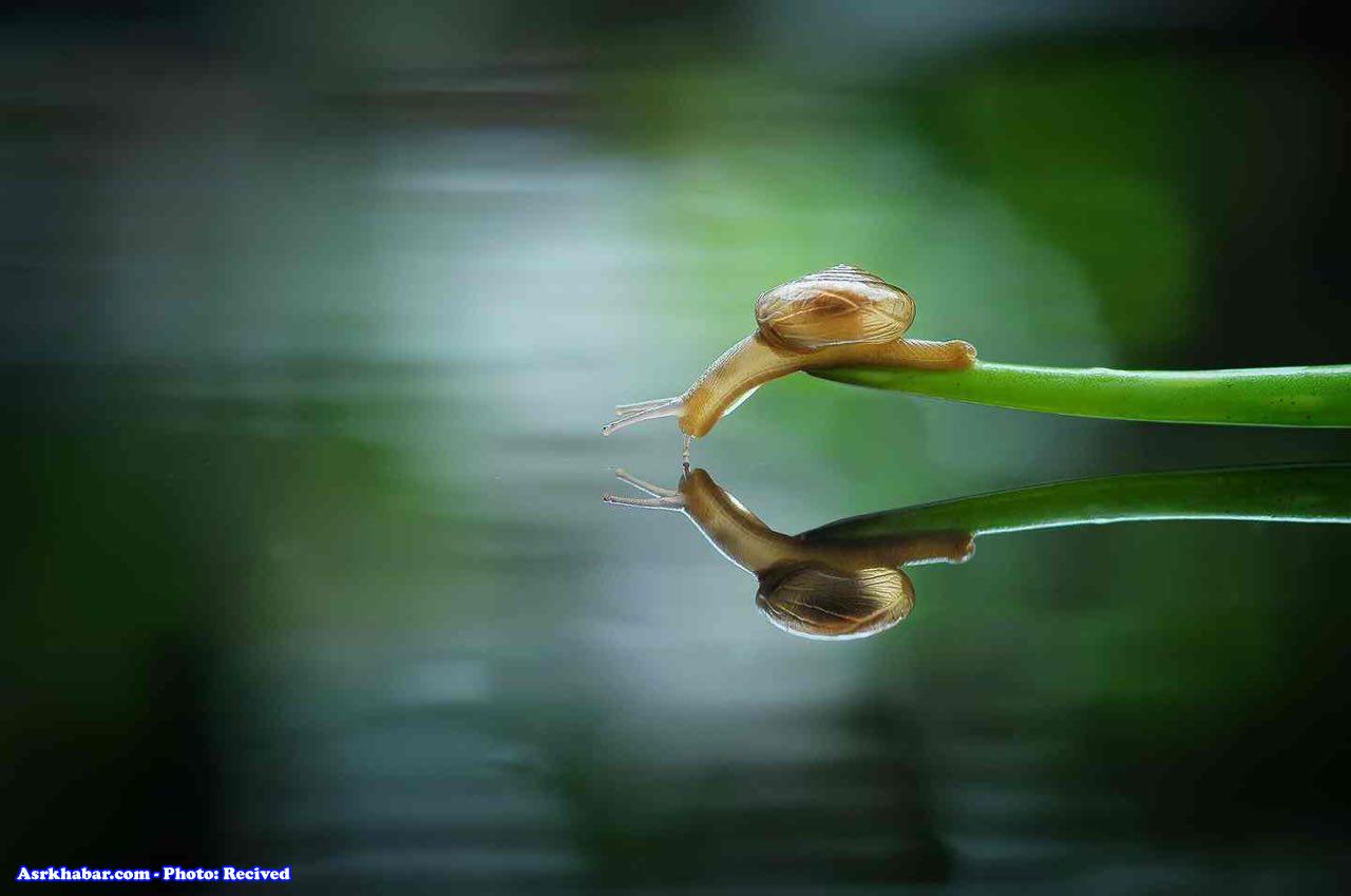 عکس فوق العاده از آب خوردن حلزون از رودخانه
