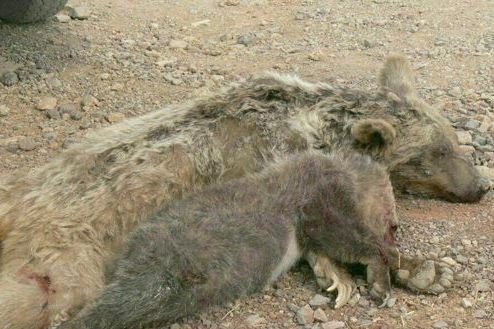 خرس‌های فارس همچنان تلف می‌شوند +عکس