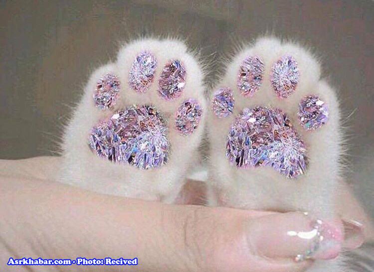 گربه ای با پاهای الماسی(عکس)