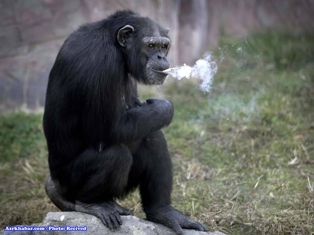 میمونی که عاشق سیگار است (عکس)