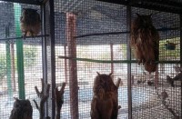 مرکز نگهداری حیات وحش در کشور تعطیل شد