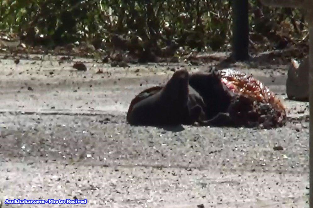 تصویری از جسد عامل انتحاری در حرم امام