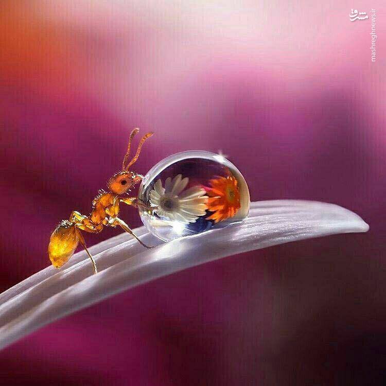 تصویر حیرت‌انگیز از آب‌خوردن مورچه