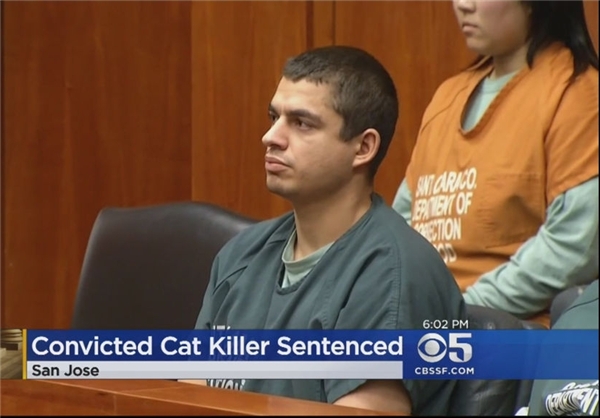 16 سال حبس مجازات قاتل گربه‌ها(+عکس)