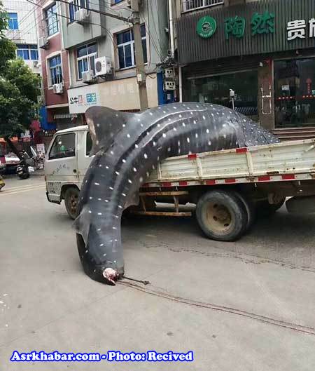 فروش کوسه نهنگ غول‌پیکر در بازار ماهی‌فروشان (+عكس)