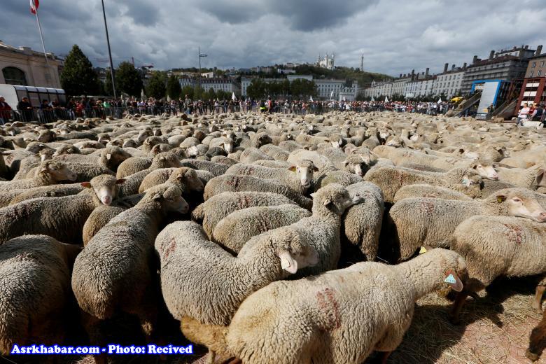 اعتراض گوسفندی در فرانسه (عکس)