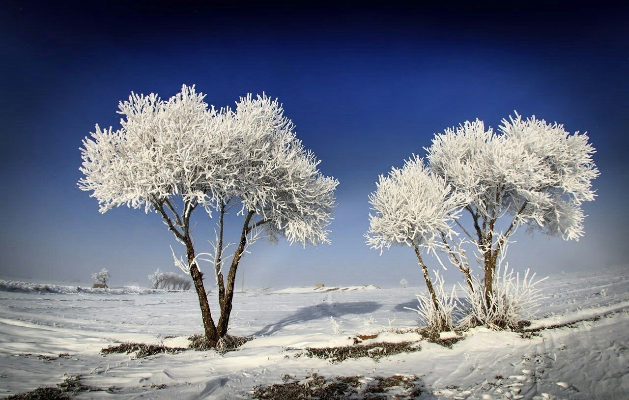 نمایی زیبا از یخ زدن درختان در دشت مهریان (+عکس)
