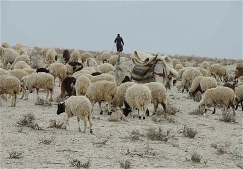 واردات هفتگی 50 هزار راس گوسفند زنده/ عرضه فراوان گوشت 40 هزار تومانی بدون صف