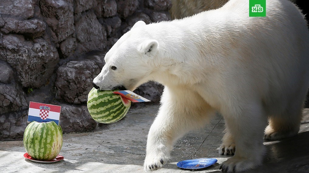 پیش‌بینی خرس سفید برای نبرد روسیه-کرواسی (+عکس)