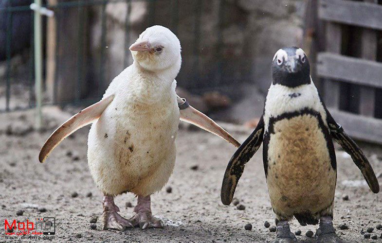 تنها پنگوئن کاملا سفید جهان(عکس)