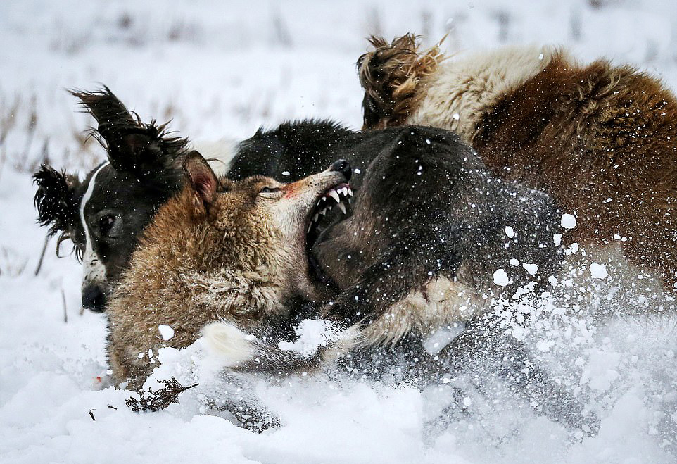 جدال یک گرگ با دو سگ (+عکس)