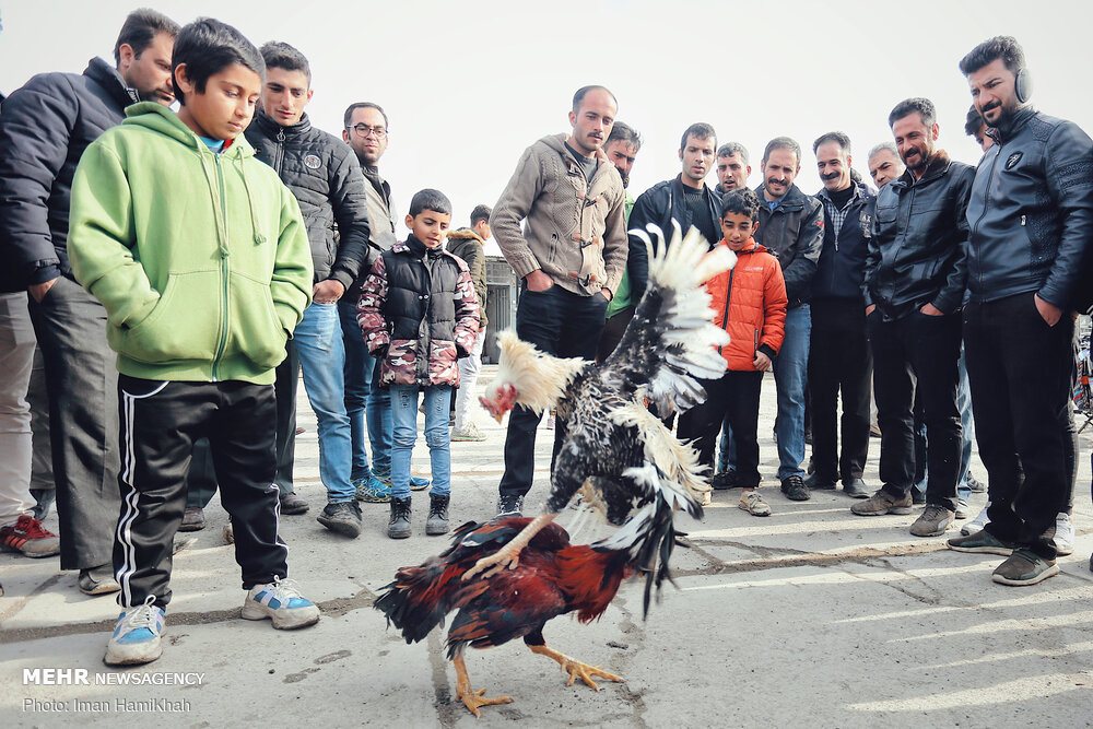 جنگ خروس ها در بازار پرنده فروشان همدان (+عکس)