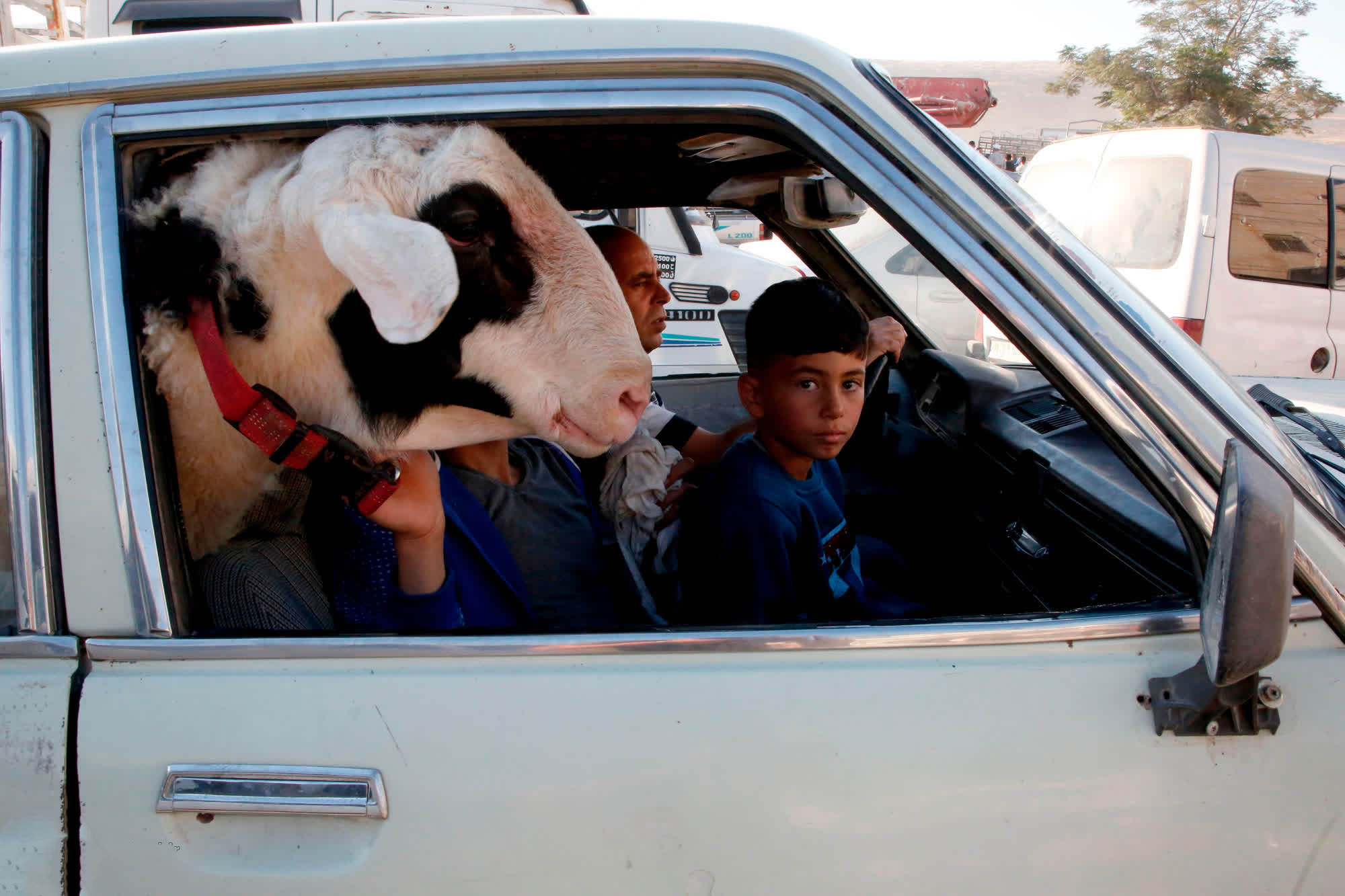 حمل گوسفند با ماشین (+عکس)