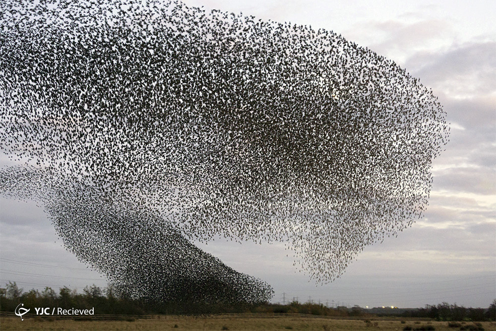 دسته پرندگان در اسکاتلند که از نمای دور (+عکس)