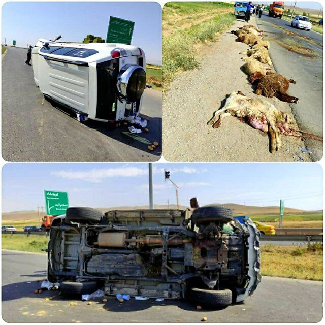 کرمانشاه/ مرگ چوپان و تلف شدن 22 گوسفند در حادثه رانندگی