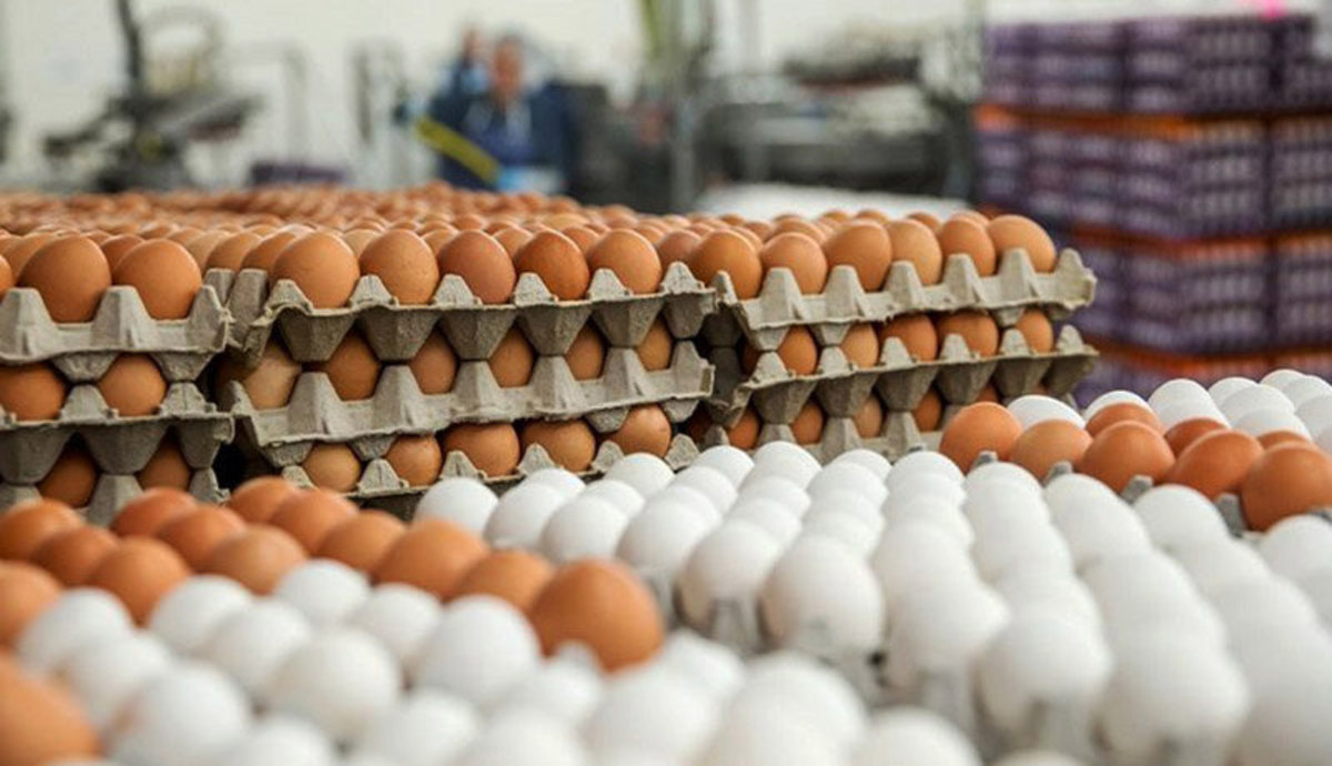 افزایش ١۶ برابری قیمت شانه کاغذی تخم مرغ/ مرغداران خواستار اعلام نرخ جدید تخم مرغ شدند