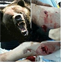 آذربایجان غربی/ حمله 5 خرس به یک زن