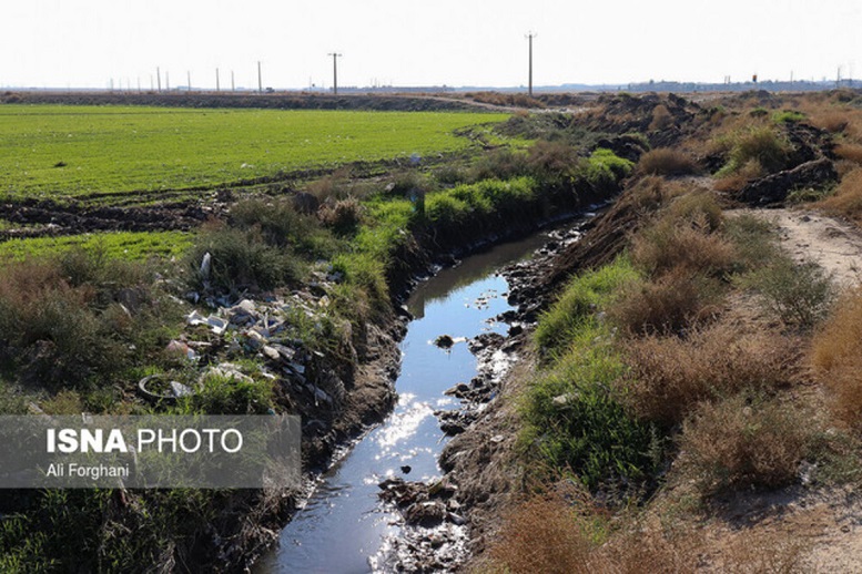 ورود کمیسیون اصل نود به کشت سبزی با آب‌های آلوده