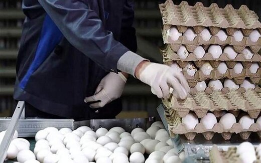 مصوبه جدید وزارت کشاورزی درباره قیمت تخم‌ مرغ / یک کیلو تخم‌ مرغ چند؟